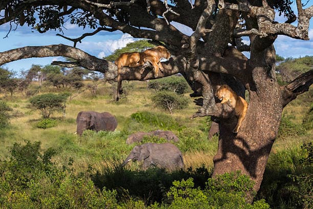 Tree-Climbing Lions