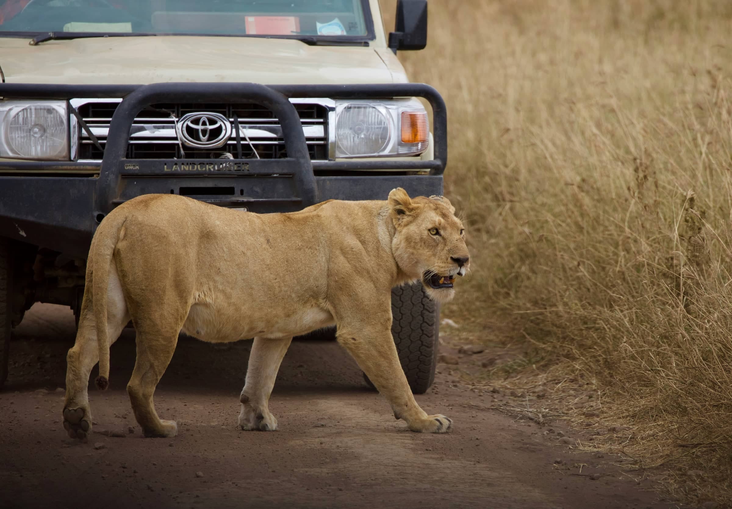 Signature Tanzania Safari - direct in page