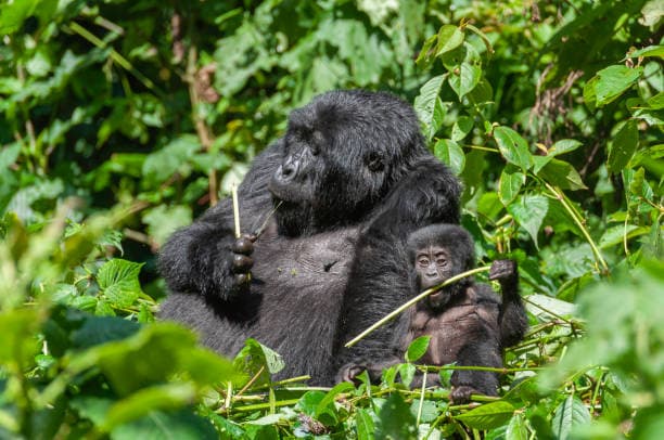 Mountain Gorillas