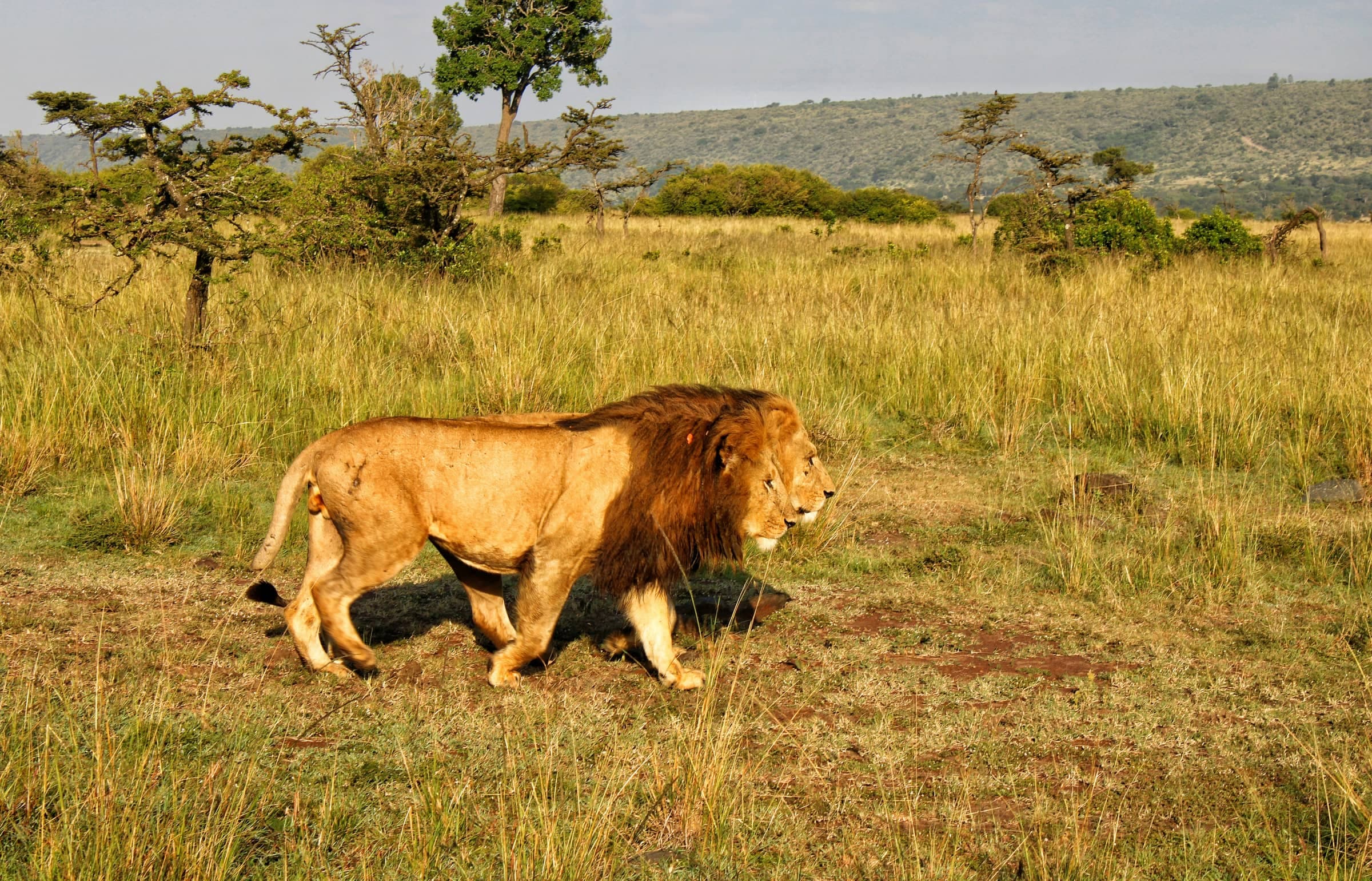 Kenya