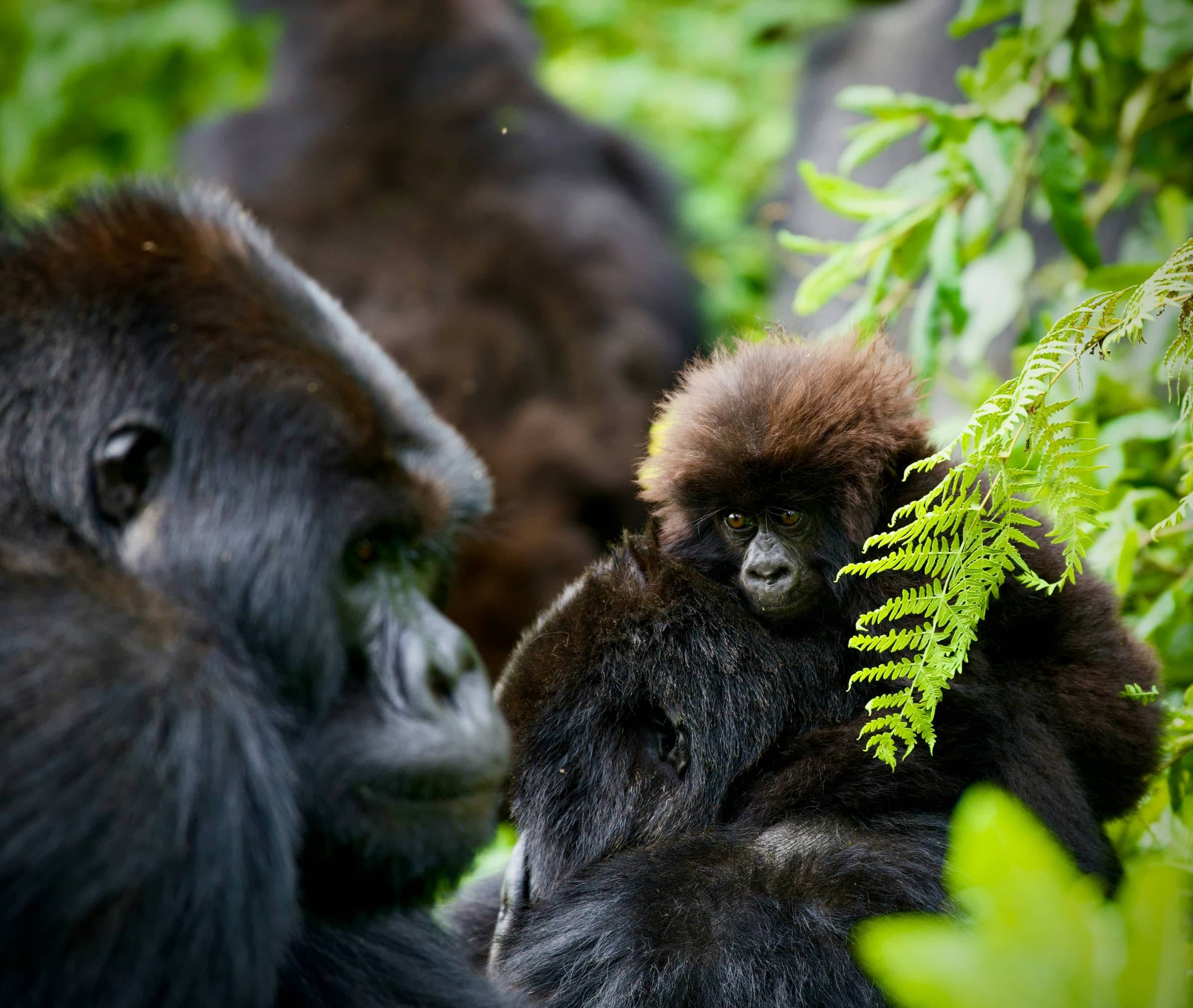 Gorilla in Forest
