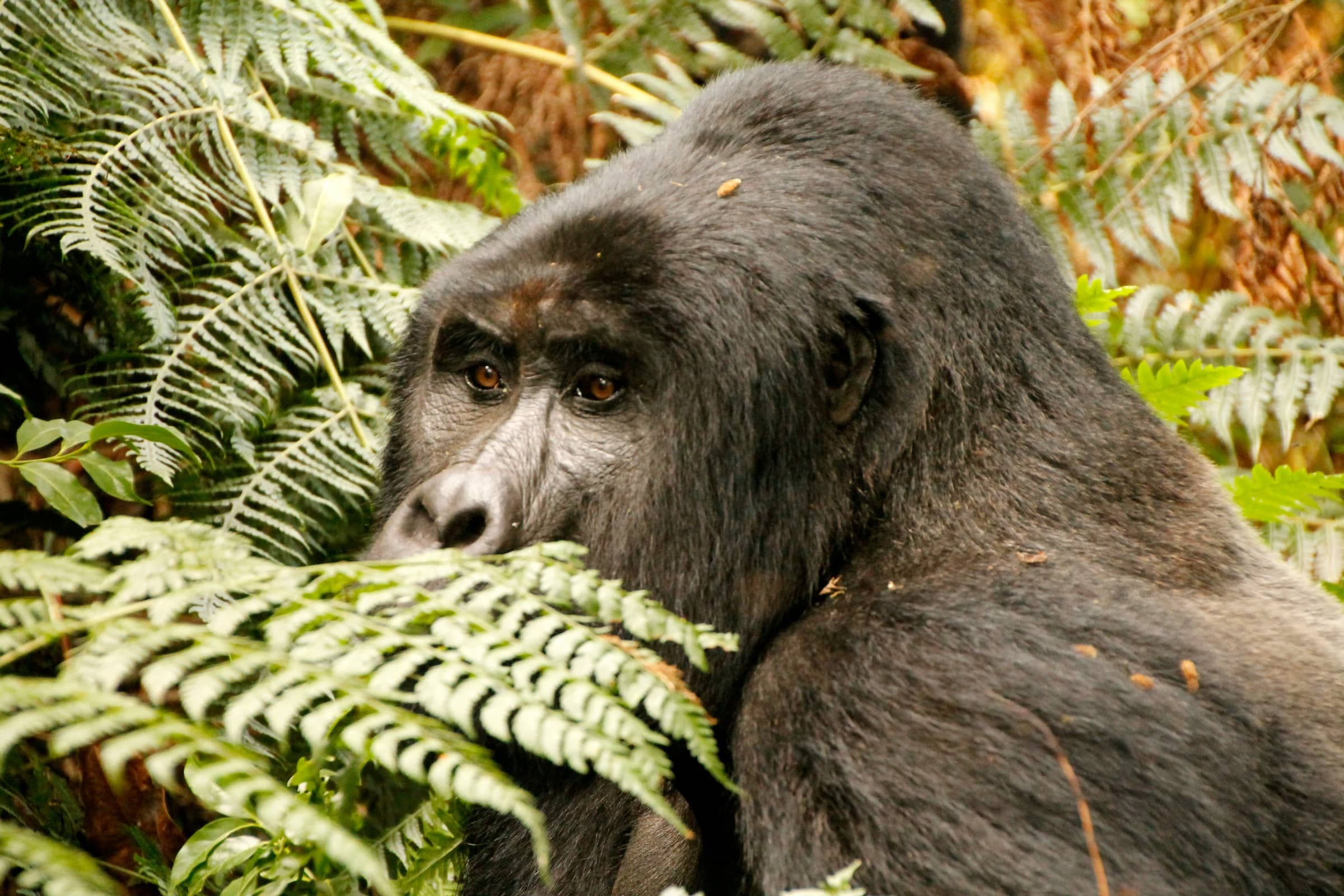 Signature Gorilla & Wildlife Safari